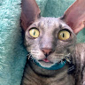 Meet your Posher, Willa